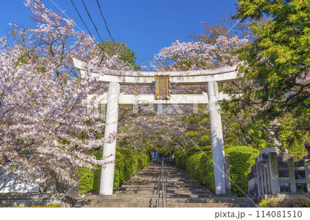 春の京都 宗忠神社 桜に包まれた宗忠鳥居 春の京都 宗忠神社 桜に包まれた宗忠鳥居 114081510