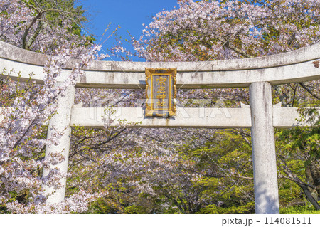 春の京都 宗忠神社 桜に包まれた宗忠鳥居 春の京都 宗忠神社 桜に包まれた宗忠鳥居 114081511
