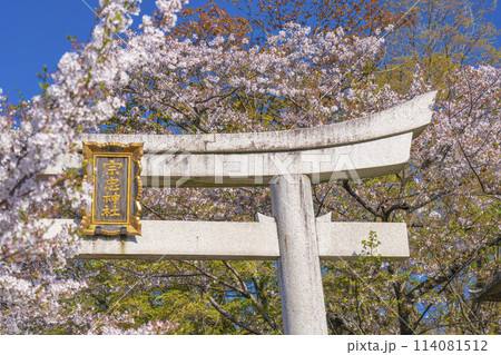 春の京都　宗忠神社　桜に包まれた宗忠鳥居 114081512