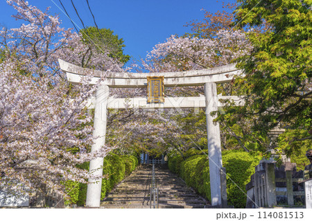 春の京都 宗忠神社 桜に包まれた宗忠鳥居 春の京都 宗忠神社 桜に包まれた宗忠鳥居 114081513