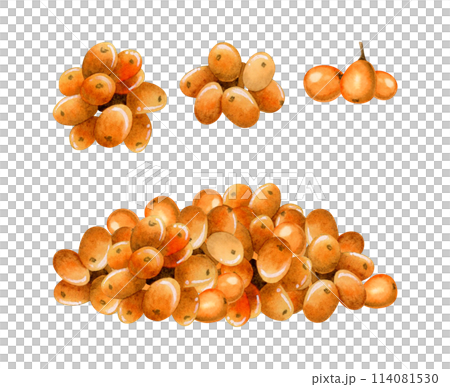 Watercolor bunch of sea buckthorn orange berries illustration set isolated on white background. Wild forest plant for organic herbal products packages and fall designs Watercolor bunch of sea buckthorn orange berries illustration set isolated on white background. Wild forest plant for organic herbal products packages and fall designs 114081530