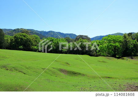 新緑の奈良公園 新緑の奈良公園 114081608