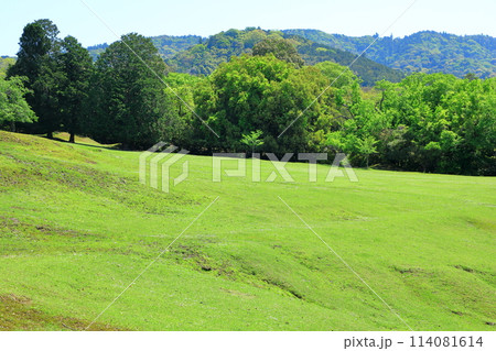 新緑の奈良公園 新緑の奈良公園 114081614