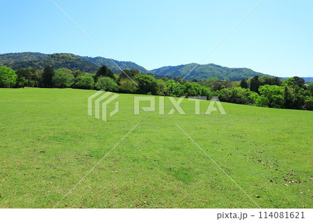 新緑の奈良公園 新緑の奈良公園 114081621