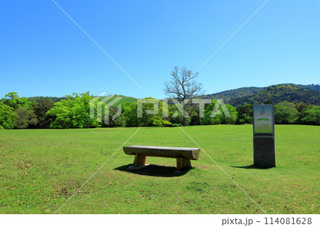 新緑の奈良公園 新緑の奈良公園 114081628