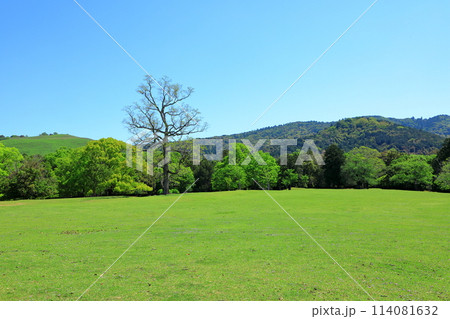 新緑の奈良公園 新緑の奈良公園 114081632