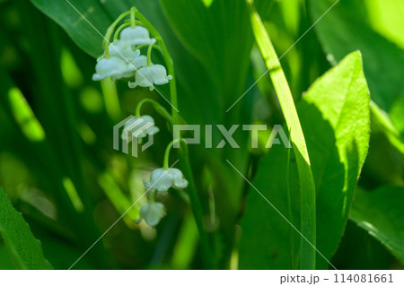 高原一帯に甘い香りに包まれるスズランの花マクロ撮影(阿蘇市スズラン自生地公園)阿蘇市波野 高原一帯に甘い香りに包まれるスズランの花マクロ撮影(阿蘇市スズラン自生地公園)阿蘇市波野 114081661