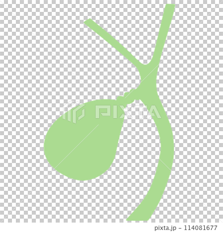 Illustration of a healthy gallbladder Illustration of a healthy gallbladder 114081677