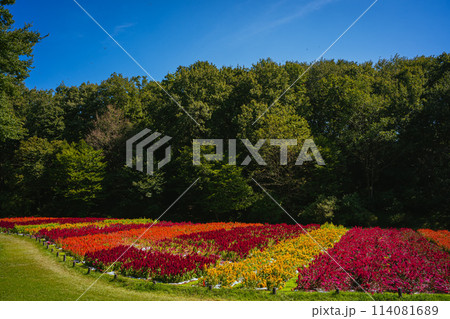 秋の森林公園に咲く羽毛ケイトウの花 秋の森林公園に咲く羽毛ケイトウの花 114081689
