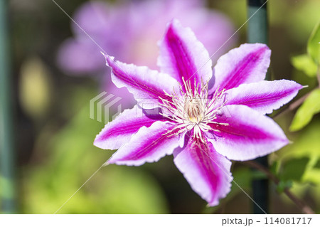 初夏に咲くクレマチスドクターラッペル　あしかがフラワーパーク　栃木県足利市 114081717