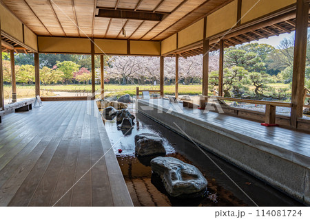 岡山県 春の岡山後楽園の流店からの園内の桜の眺め 岡山県 春の岡山後楽園の流店からの園内の桜の眺め 114081724