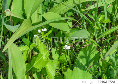 高原一帯に甘い香りに包まれるスズランの花(阿蘇市スズラン自生地公園)阿蘇市波野 高原一帯に甘い香りに包まれるスズランの花(阿蘇市スズラン自生地公園)阿蘇市波野 114081728