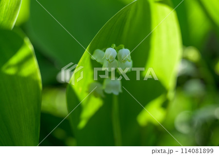 (光芒と影)高原一帯に甘い香りに包まれるスズランの花マクロ撮影(阿蘇市スズラン自生地公園)阿蘇市波野 (光芒と影)高原一帯に甘い香りに包まれるスズランの花マクロ撮影(阿蘇市スズラン自生地公園)阿蘇市波野 114081899