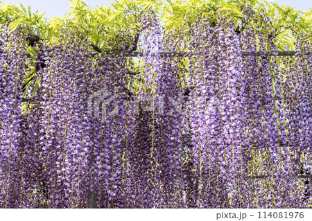 初夏に咲く大長藤の花 あしかがフラワーパーク 栃木県足利市 初夏に咲く大長藤の花 あしかがフラワーパーク 栃木県足利市 114081976