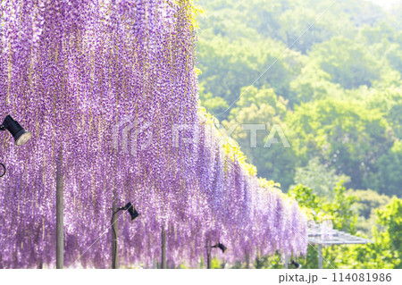 初夏に咲く大長藤の花　あしかがフラワーパーク　栃木県足利市 114081986