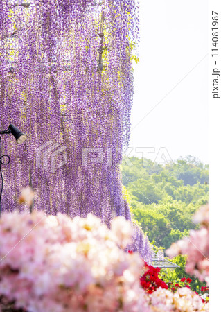 初夏に咲く大長藤の花 あしかがフラワーパーク 栃木県足利市 初夏に咲く大長藤の花 あしかがフラワーパーク 栃木県足利市 114081987