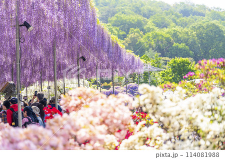初夏に咲く大長藤の花 あしかがフラワーパーク 栃木県足利市 初夏に咲く大長藤の花 あしかがフラワーパーク 栃木県足利市 114081988