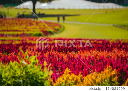 秋の森林公園に咲く羽毛ケイトウの花 114081999