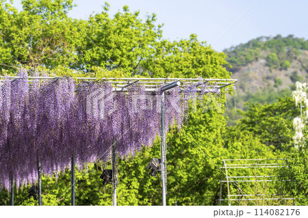 初夏に咲く大長藤の花　あしかがフラワーパーク　栃木県足利市 114082176