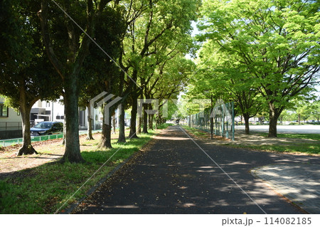 新緑がまぶしい公園の風景 114082185