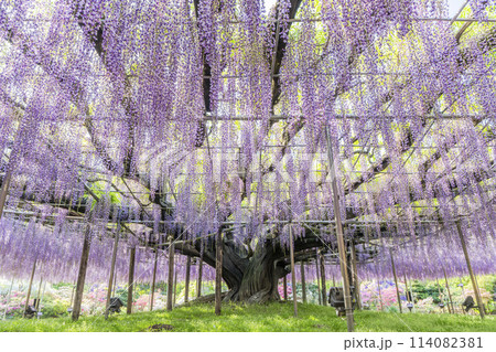 初夏に咲く大藤の花 あしかがフラワーパーク 栃木県足利市 初夏に咲く大藤の花 あしかがフラワーパーク 栃木県足利市 114082381