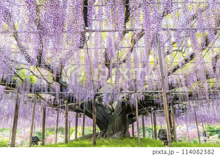 初夏に咲く大藤の花 あしかがフラワーパーク 栃木県足利市 初夏に咲く大藤の花 あしかがフラワーパーク 栃木県足利市 114082382