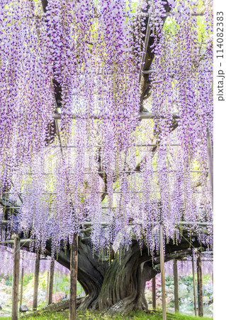 初夏に咲く大藤の花　あしかがフラワーパーク　栃木県足利市 114082383