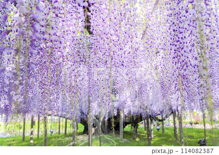 初夏に咲く大藤の花　あしかがフラワーパーク　栃木県足利市 114082387