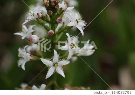 ミツガシワの花のクローズアップ ミツガシワの花のクローズアップ 114082795