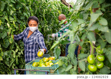 Farmer couple in protective mask working in greenhouse 114082819