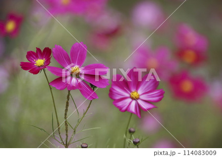 コスモス コスモス 114083009