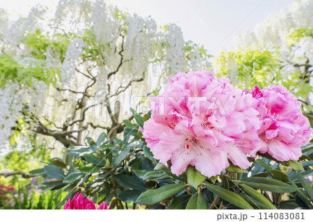 満開の西洋シャクナゲ　あしかがフラワーパーク　栃木県足利市 114083081