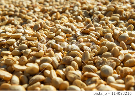 Coffee beans in the sun-drying process Coffee beans in the sun-drying process 114083216