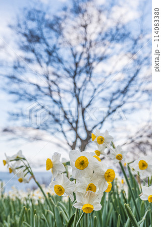 広島・福山・やぶ椿と水仙の里 114083380