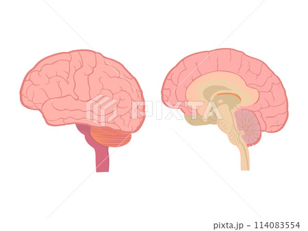 脳の外側と内側のイラスト 114083554