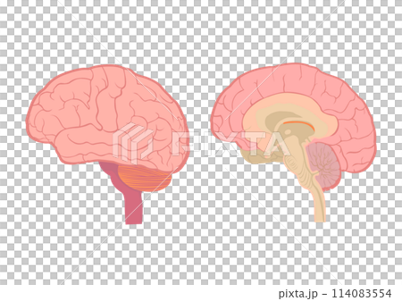 脳の外側と内側のイラスト 114083554