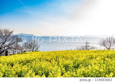 広島・福山・田尻町の菜の花畑 広島・福山・田尻町の菜の花畑 114083661