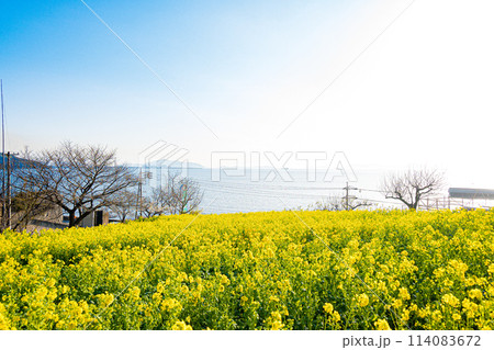広島・福山・田尻町の菜の花畑 広島・福山・田尻町の菜の花畑 114083672