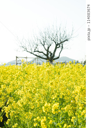 広島・福山・田尻町の菜の花畑 広島・福山・田尻町の菜の花畑 114083674