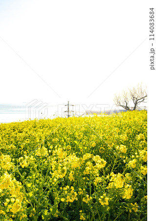 広島・福山・田尻町の菜の花畑 114083684