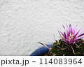 サボテンの花 114083964
