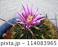サボテンの花 114083965
