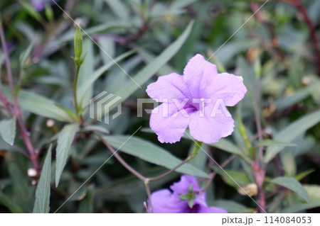 purple flowers in the garden purple flowers in the garden 114084053