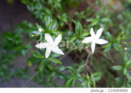 white flowers on green background white flowers on green background 114084060