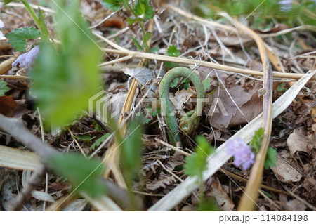 出たばかりの小さな蕨 出たばかりの小さな蕨 114084198