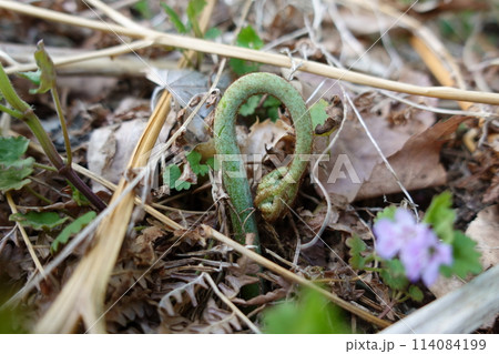 出たばかりの小さな蕨 114084199