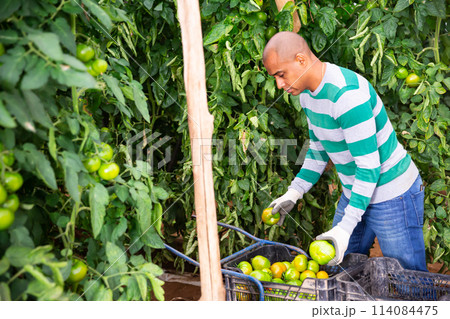 Successful farmer hand harvesting crop of ripe tomatoes in greenhouse Successful farmer hand harvesting crop of ripe tomatoes in greenhouse 114084475
