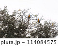 Adult Blue-and-yellow Macaw 114084575