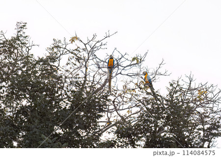 Adult Blue-and-yellow Macaw 114084575