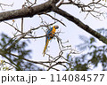 Adult Blue-and-yellow Macaw 114084577